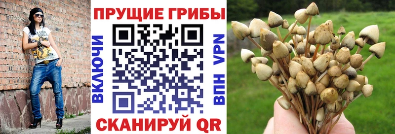 Псилоцибиновые грибы Psilocybine cubensis  hydra ССЫЛКА  Добрянка 